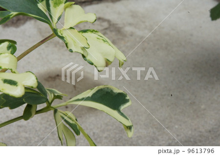 ドイツ植物学者シェフラーから命名の写真素材