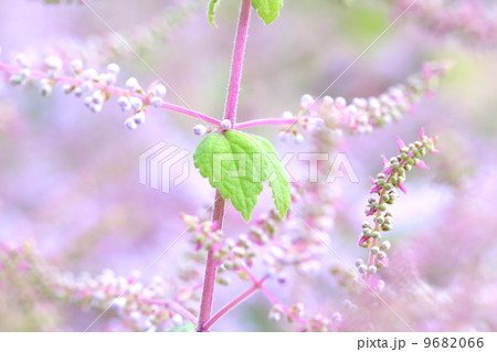 メイフラワー 花の写真素材