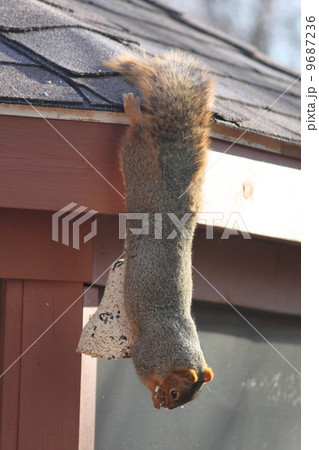 リス ぶら下がる 食いしん坊 餌の写真素材