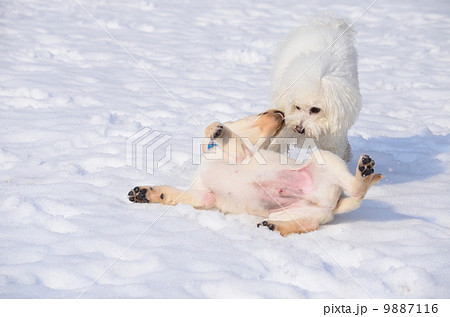 大型犬 犬 動物 降参の写真素材