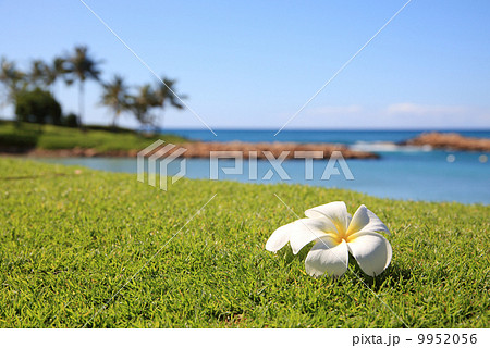 芝生 プルメリア 花 海の写真素材
