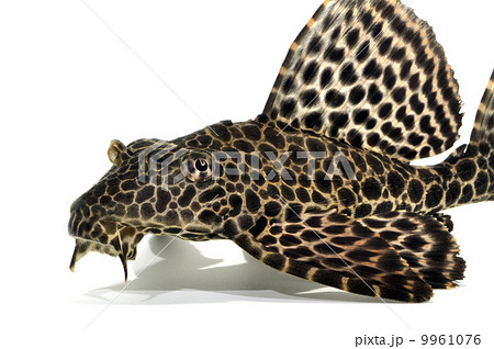 魚 熱帯魚 セルフィンプレコ 顔の写真素材