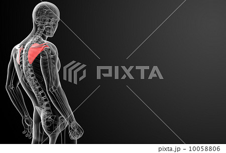 肩甲骨のイラスト素材