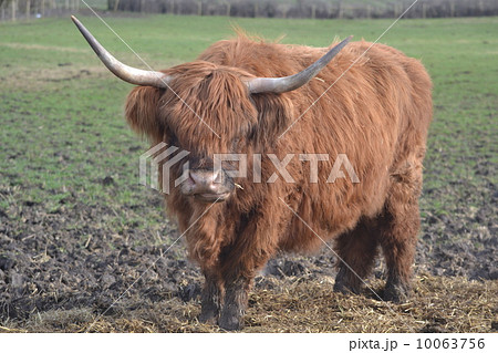 ハイランド キャトルの写真素材