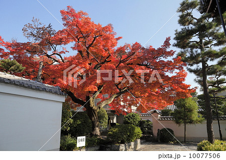 タカオカエデの写真素材 - PIXTA