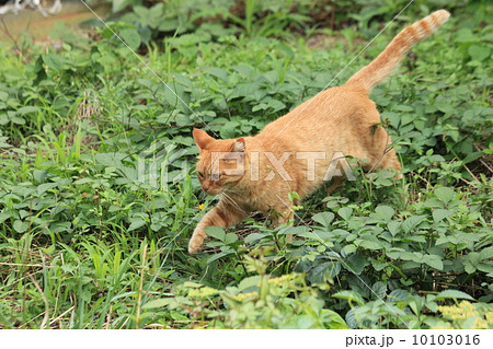 猫 動物 横写真 左向きの写真素材 - PIXTA