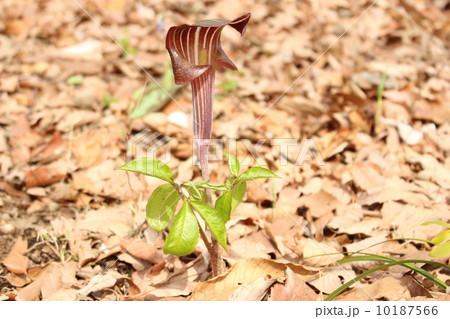 日本固有種 絶滅危惧種 珍種 珍しい植物の写真素材