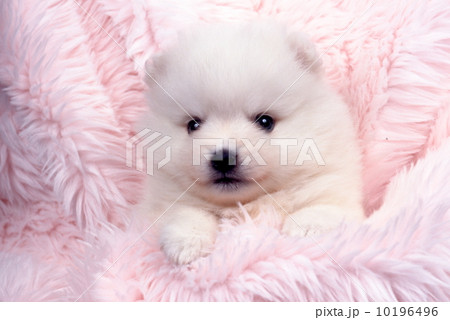 白い子犬の写真素材