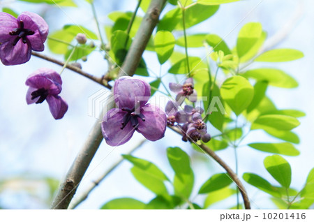 アケビの花 アケビ 春の花 落葉藤本の写真素材