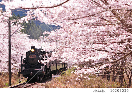桜並木 Sl 大井川鉄道 C11の写真素材