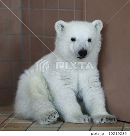 北極熊子供白クマ赤ちゃんの写真素材