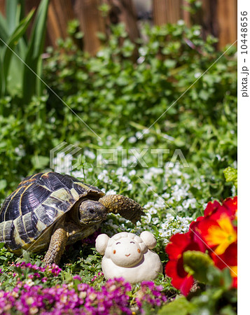 陸ガメラ陸ガメラデッキ 1部パラレル 写真二枚目も追加です 陸