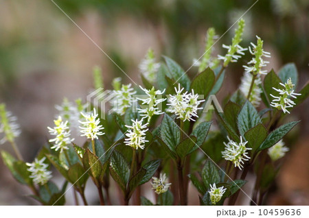 ヒトリシズカ 花の写真素材