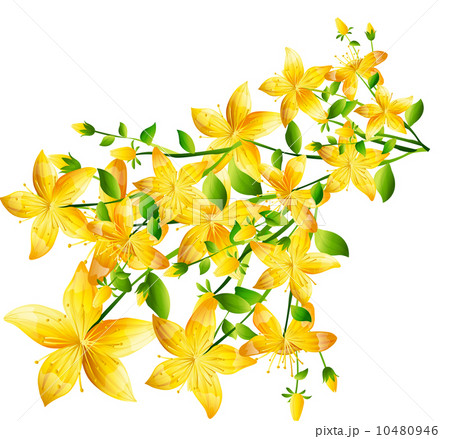 イタチグサ レンギョウ属 春 泉のイラスト素材