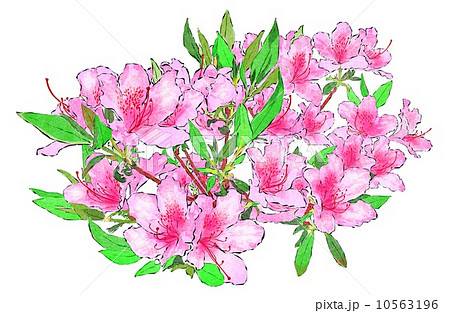 ツツジ 春の花 イラスト ５月の花のイラスト素材
