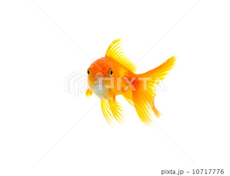 金魚 きんぎょ かわいいの写真素材