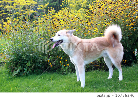 柴犬 犬 芝生 横向きの写真素材