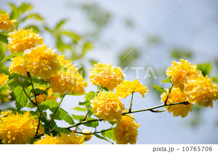 ヤマブキ 花 壁紙 木漏れ日の写真素材