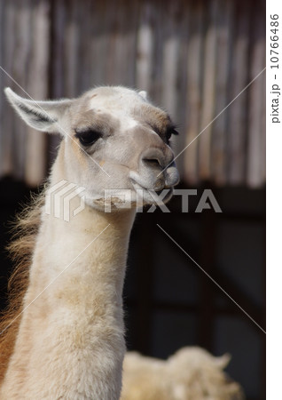 りゃまの写真素材