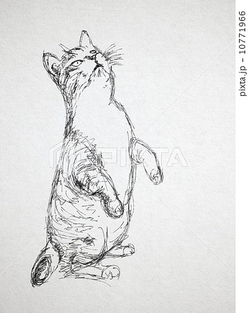 ねこ 動物 立ち姿 イラストのイラスト素材 Pixta