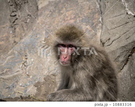 灰色の狐猿 黒狐猿 là gì? Cách đọc, phiên âm & nghĩa của từ 黒狐猿