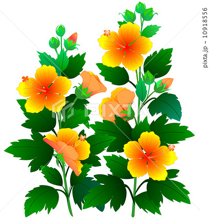 花芙蓉のイラスト素材 - PIXTA