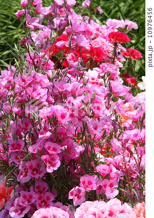 デゴチア 花の写真素材