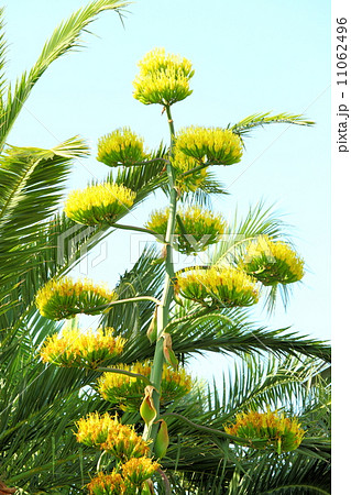 リュウゼンカツラ 植物の写真素材