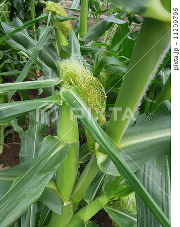 めしべ トウモロコシ 緑 ひげの写真素材