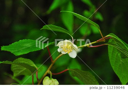 マタタビの花 マタタビ マタタビ科 木天蓼 またたび 山地の写真素材