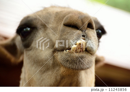 出っ歯 動物 哺乳類の写真素材