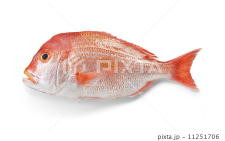 鮮魚 魚 空白 白抜きの写真素材