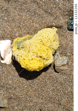 アメフラシの卵の写真素材