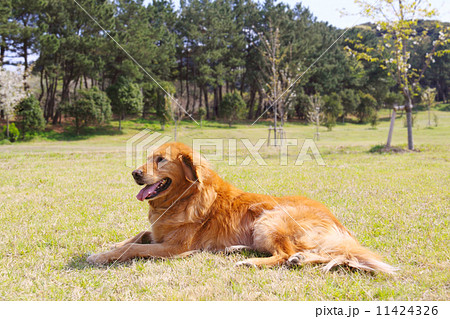 犬 ゴールデン 芝生 伏せの写真素材