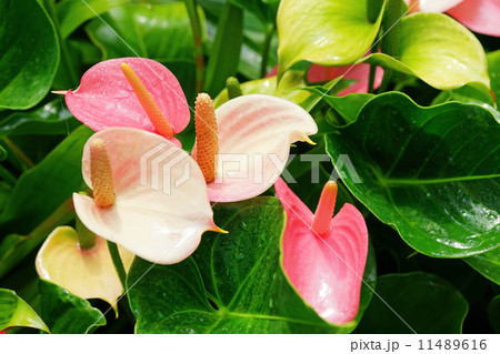 アンスリウムアンドレアナムの写真素材