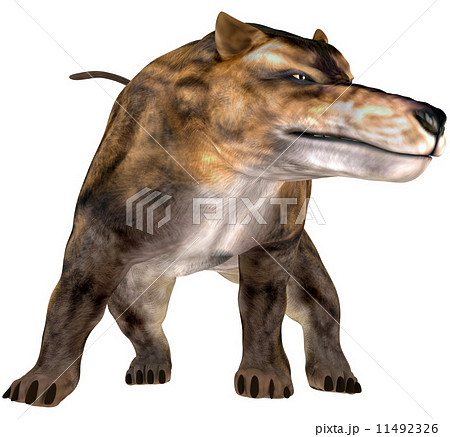 陸生動物 砂漠 骨 肉食 動物のイラスト素材