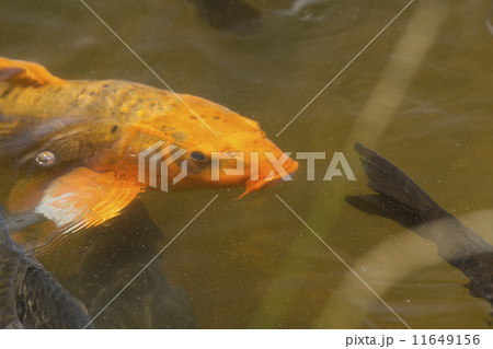 鯉 池 コイ ヒゲの写真素材