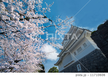 千葉城 桜 日本史 お花見の写真素材