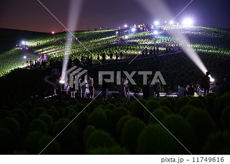 コキア ライトアップ 国営ひたち海浜公園 イルミネーションの写真素材