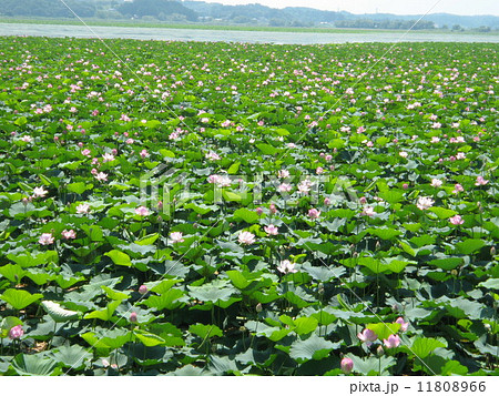 伊豆沼 蓮の写真素材