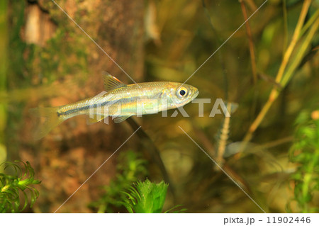 魚類 淡水魚 幼魚 カワムツの写真素材