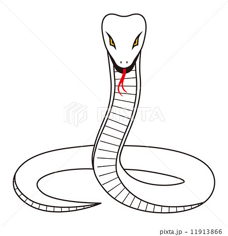 蛇 動物 白蛇 縁起の写真素材