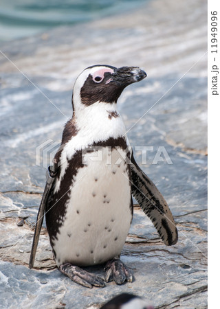 ペンギン 口ばし 白黒 羽の写真素材