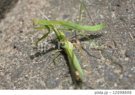 カマキリ キリギリスの写真素材 - PIXTA