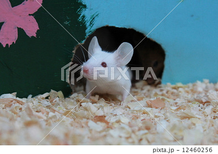 白いネズミ おがくず ハツカネズミ 巣穴の写真素材
