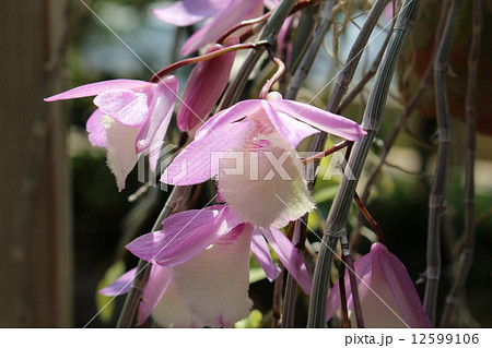 デンドロビウム アフィルムの写真素材 デンドロビウム アフィルムの写真素材