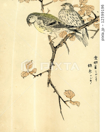 花鳥 レトロ アンティーク 木版画 版画 鳥のイラスト素材 - PIXTA