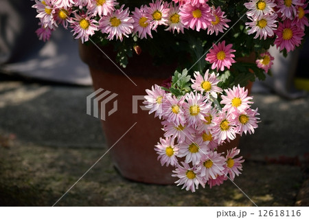 花 菊 小菊 正面の写真素材 - PIXTA