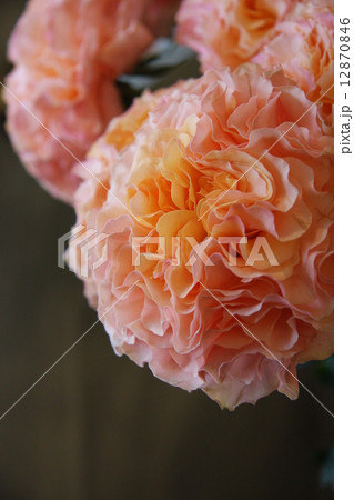 カンパネラ 花の写真素材