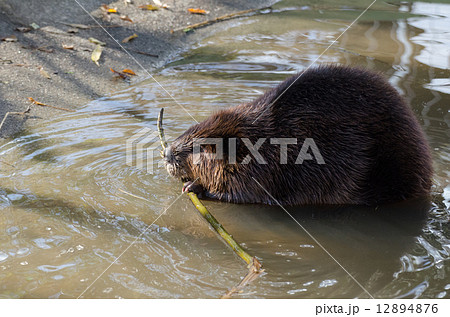 ビーバー アメリカビーバー 動物 巣作りの写真素材